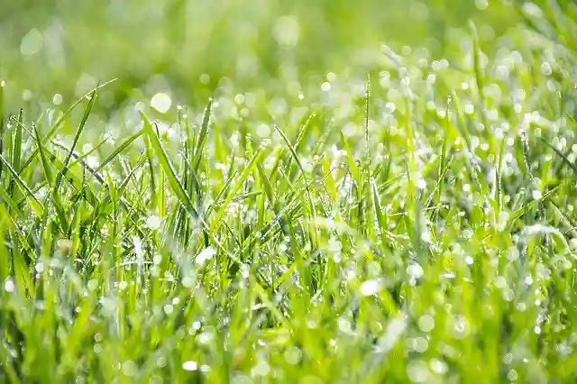 Calgary Lawn and Garden - Weed control
