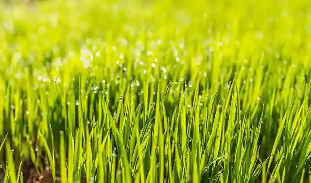 Calgary lawn aeration services
