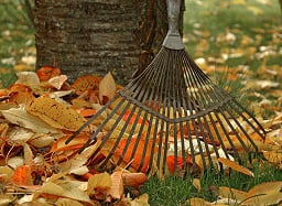 Fall yard clean up - Leaf Removal and Debris Cleanup