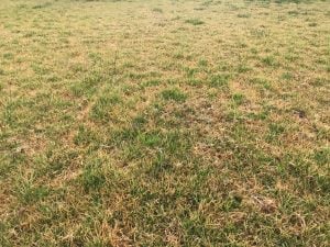 power raking - Lawn Assessment