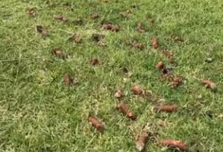 lawn aeration - Leave Plugs to Break Down Naturally